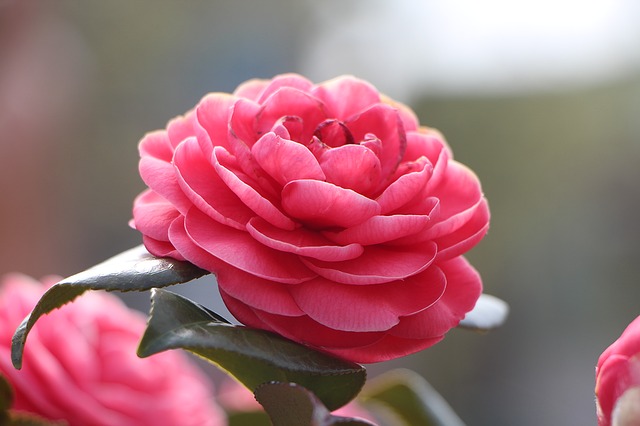 椿町ロンリープラネット